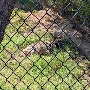 Safari Park - striped hyena