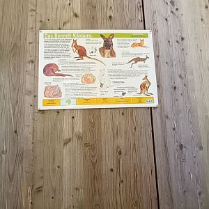 Signage Example Bennetts Wallaby