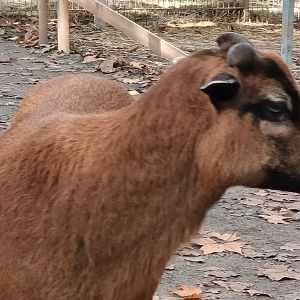 Cameroon Sheep