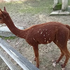Alpaca