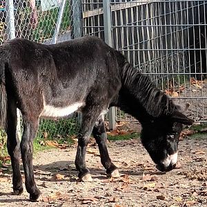 Miniature Donkey