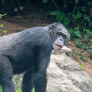 Chimpanzee