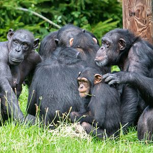 Chimpanzees