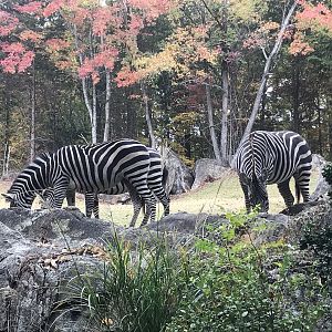 Grant’s Zebras