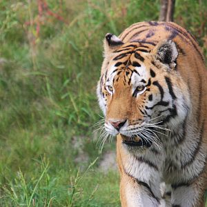Amur tiger 'Vadim' (Panthera tigris altaica)