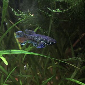 Blue gularis (Fundulopanchax sjostedti)