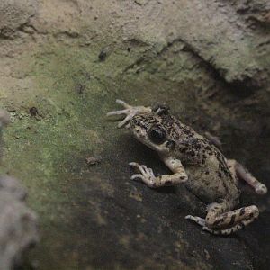 Majorcan midwife toad (Alytes muletensis)