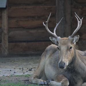Père David's deer (Elaphurus davidianus)