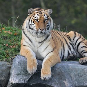 Amur tiger 'Aïda' (Panthera tigris altaica)
