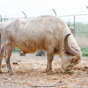 White Waterbuffalo at Braila Zoo