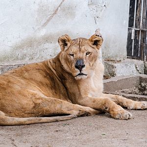 Lioness at Braila Zoo