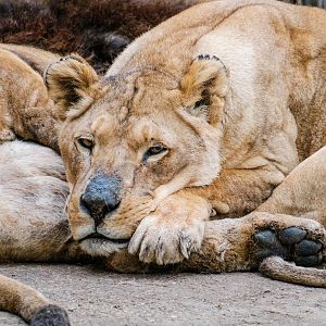 Lions at Braila Zoo