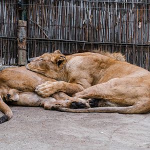 Lions at Braila Zoo
