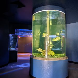 Aquarium - Lookdowns