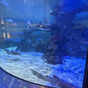 Aquarium - shark tank