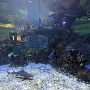 Aquarium - shark tank