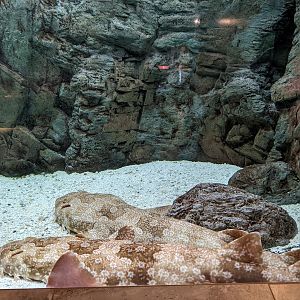 Aquarium - wobbegon