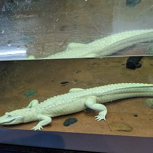 Aquarium - American alligator