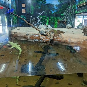 Aquarium - American alligator