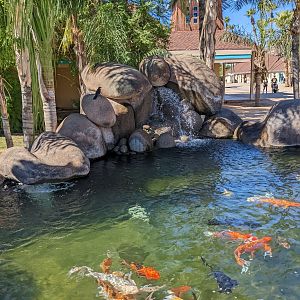 Aquarium - koi pond