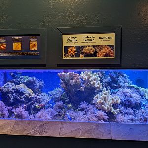 Aquarium - coral tank