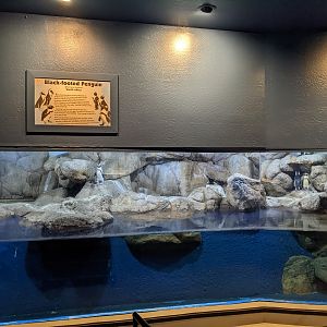 Aquarium - African penguins