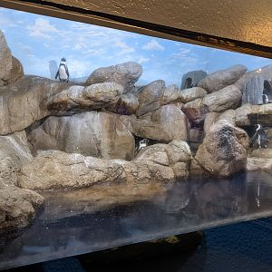 Aquarium - African penguins