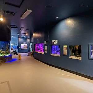 Aquarium - gallery tank view