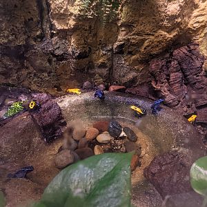 Aquarium - poison frogs