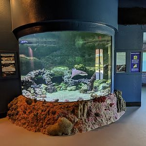 Aquarium - cownose ray and puffer fish