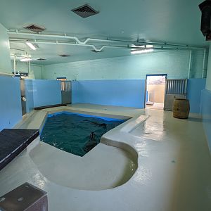 Aquarium - sealion indoor area