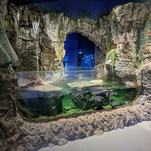 Aquarium - large freshwater turtles