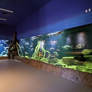 Aquarium - large Amazon tank