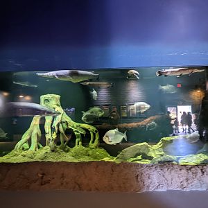 Aquarium - large Amazon tank