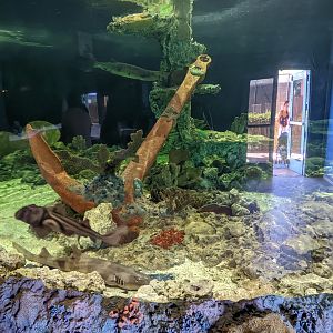 Aquarium - Small amazon Tank