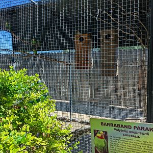 Aquarium -Barraband parakeet