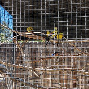 Aquarium -Barraband parakeet