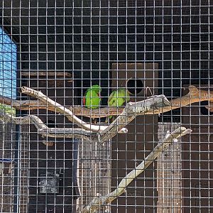 Aquarium - Crimson wing parakeet