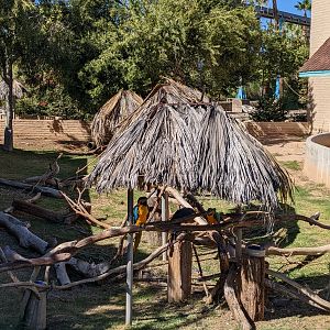 Aquarium - macaw hut