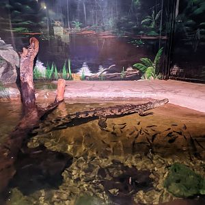 Aquarium - crocodilian