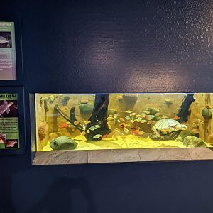 Aquarium - Fly river turtle