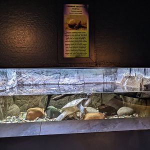 Aquarium - Common Snapping turtle