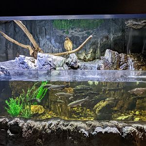 Aquarium - Trout and red tail hawk