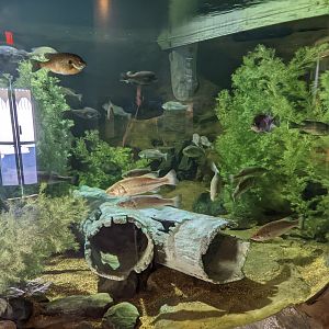 Aquarium - bass and various freshwater fish