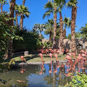 Aquarium - Chilean flamingo