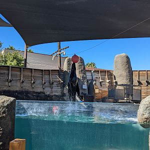 Aquarium - sealion show