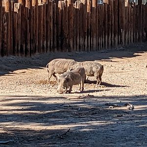 Original Zoo - warthogs