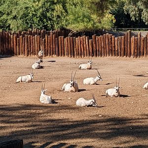 Original Zoo - Arabian oryx
