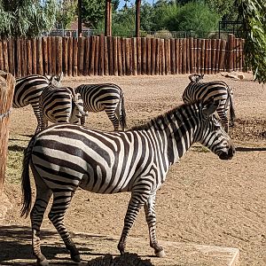 Original Zoo - plains zebra