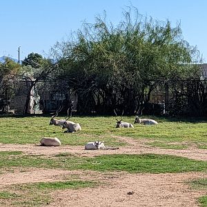 Original Zoo - Addax